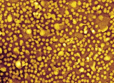 Experimental Gene-Editing Drug Shows Promise in Reducing Cholesterol