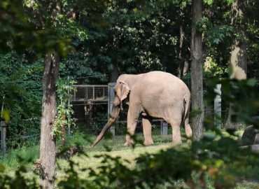 High Court Denies Habeas Corpus for Elephant at Bronx Zoo