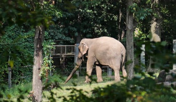 High Court Denies Habeas Corpus for Elephant at Bronx Zoo