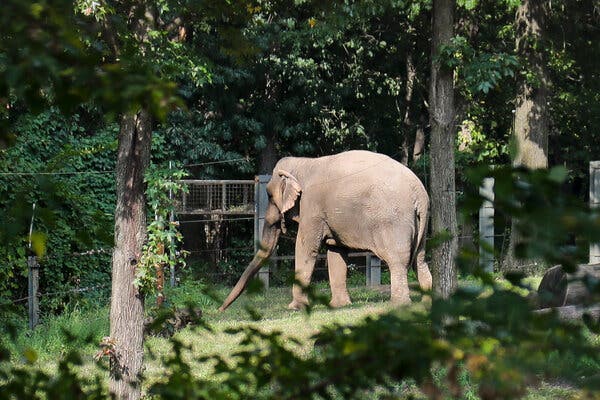 High Court Denies Habeas Corpus for Elephant at Bronx Zoo