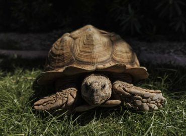 The Journey of Rex the Tortoise