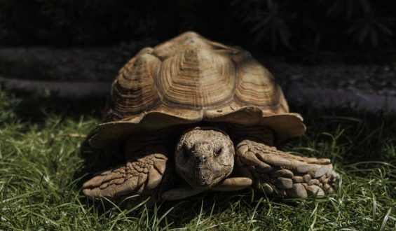 The Journey of Rex the Tortoise