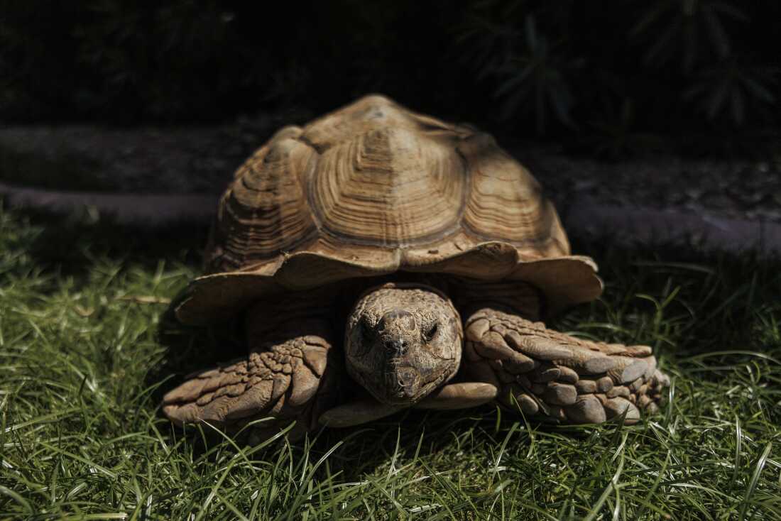The Journey of Rex the Tortoise