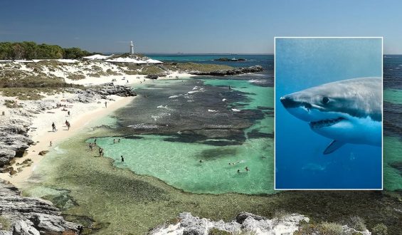Shark Attack Claims Life of Man Near Rottnest Island, Australia