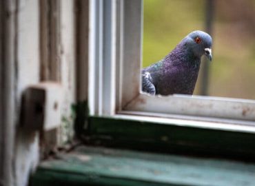 Early Domestication of Pigeons Uncovered in Cyprus