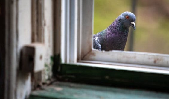 Early Domestication of Pigeons Uncovered in Cyprus