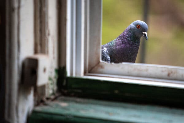 Early Domestication of Pigeons Uncovered in Cyprus