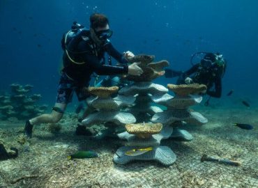 Restoration Efforts in the Coral Triangle: Artificial Reefs Near Pom Pom Island