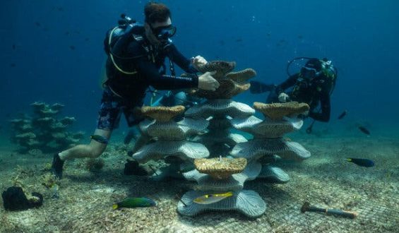 Restoration Efforts in the Coral Triangle: Artificial Reefs Near Pom Pom Island