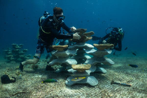 Restoration Efforts in the Coral Triangle: Artificial Reefs Near Pom Pom Island