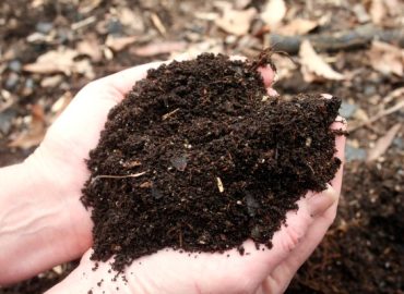Avoid These Common Gardening Myths