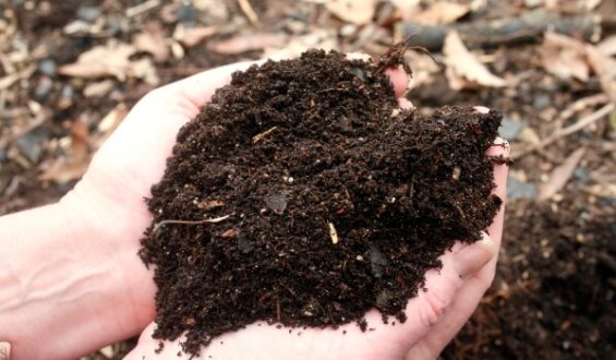 Avoid These Common Gardening Myths