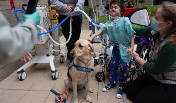 Facility Dogs: Bringing Comfort to Children’s Hospitals