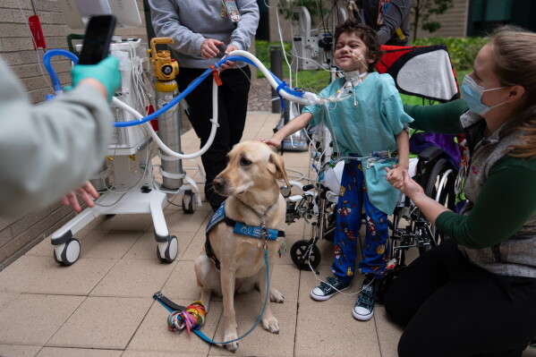 Facility Dogs: Bringing Comfort to Children’s Hospitals
