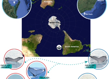 Record-Breaking Humpback Whale Journeys Unveiled