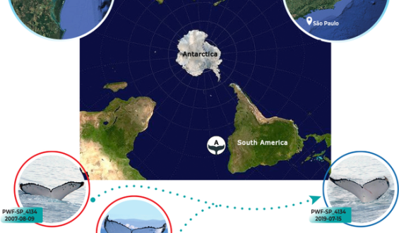 Record-Breaking Humpback Whale Journeys Unveiled