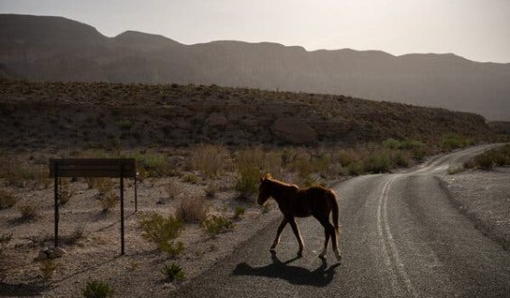 Trump Lifts Restrictions on Off-Road Vehicles in National Parks