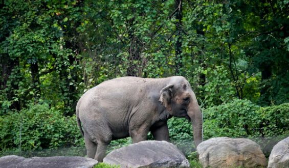 Argentinian Seizure of Trafficked Marine Life from Kenya