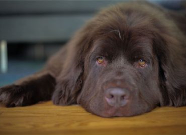 Dogs and Their Impact on Anxiety Relief