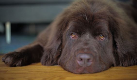 Dogs and Their Impact on Anxiety Relief