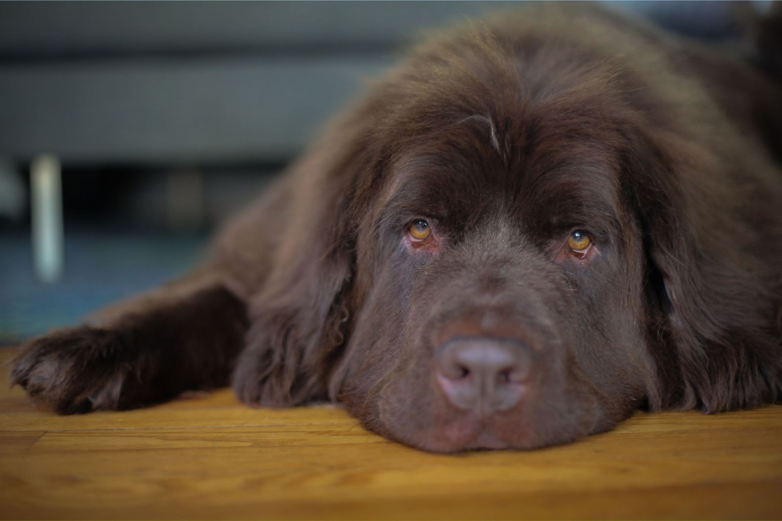Dogs and Their Impact on Anxiety Relief