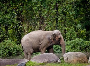 Debate Over Happy the Elephant’s Living Conditions at the Bronx Zoo