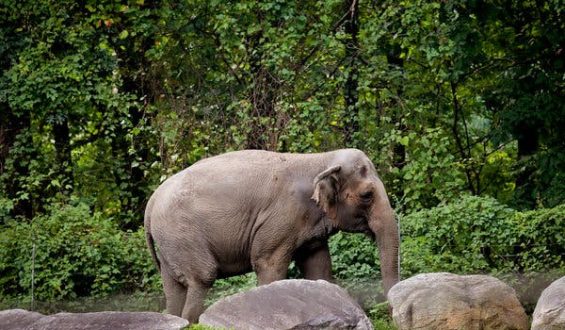Debate Over Happy the Elephant’s Living Conditions at the Bronx Zoo