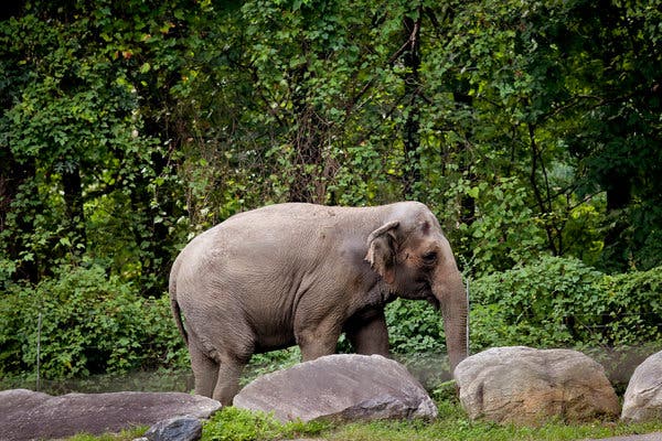 Debate Over Happy the Elephant’s Living Conditions at the Bronx Zoo