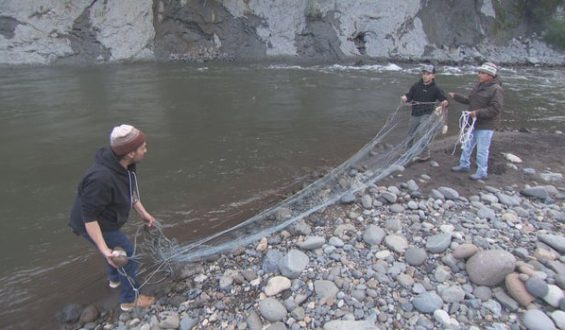 Muckleshoot Tribe’s Enduring Connection to Salmon