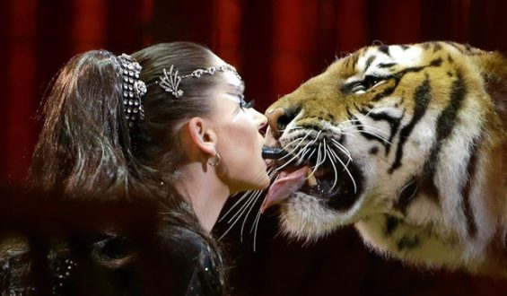 Police Shoot Escaped Tiger After Attack in Germany