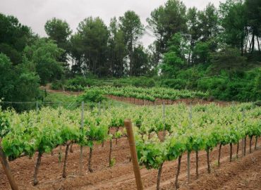 Vineyards as Barriers Against Wildfires in Europe