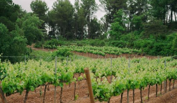 Vineyards as Barriers Against Wildfires in Europe
