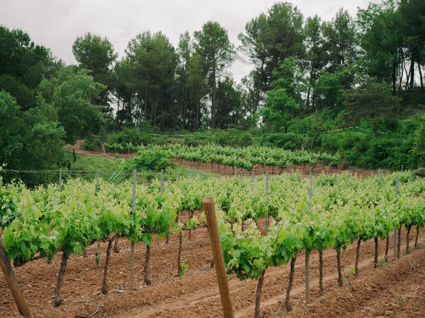 Vineyards as Barriers Against Wildfires in Europe