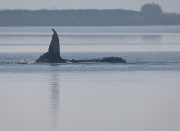 Stranded Humpback Whale Inspires and Divides in Germany
