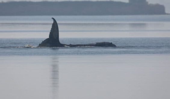 Stranded Humpback Whale Inspires and Divides in Germany