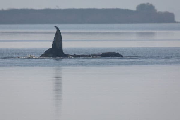 Stranded Humpback Whale Inspires and Divides in Germany