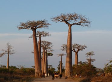 Unveiling the Mysterious Origins of Baobab Trees