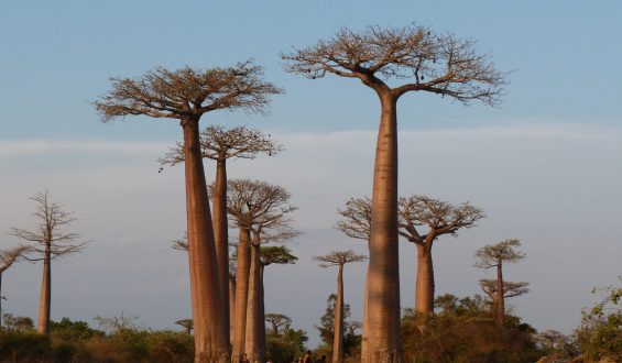 Unveiling the Mysterious Origins of Baobab Trees