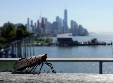 Invasive Species Reshape U.S. Ecosystems