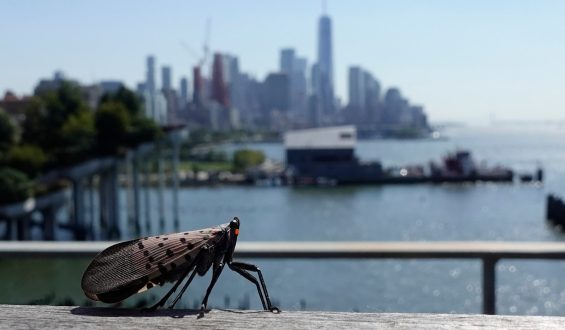 Invasive Species Reshape U.S. Ecosystems