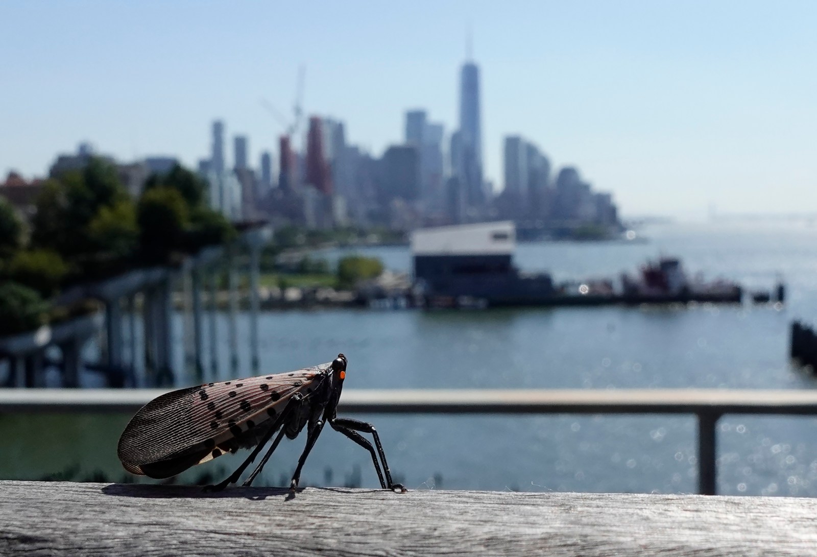 Invasive Species Reshape U.S. Ecosystems