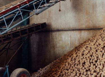 Belgian Farmers Face Potato Glut Amid Stagnant Prices