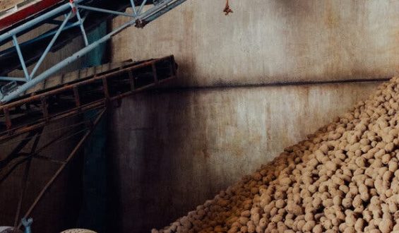 Belgian Farmers Face Potato Glut Amid Stagnant Prices