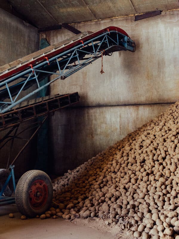 Belgian Farmers Face Potato Glut Amid Stagnant Prices