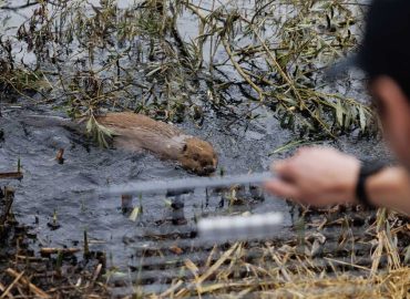 Beavers Reintroduced to Greenford, England, to Combat Climate Change