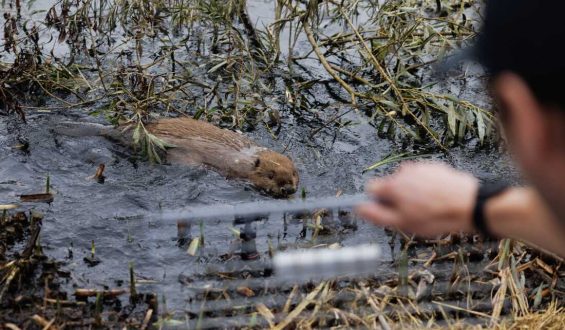 Beavers Reintroduced to Greenford, England, to Combat Climate Change