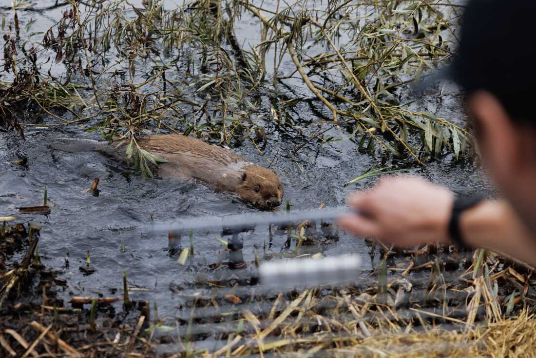 Beavers Reintroduced to Greenford, England, to Combat Climate Change