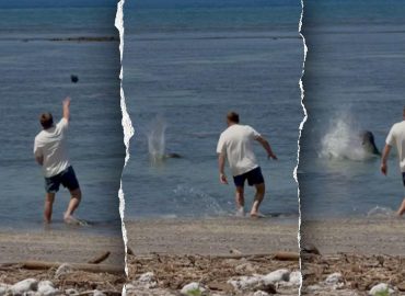 Attorney Defends Businessman Accused of Harassing Endangered Monk Seal
