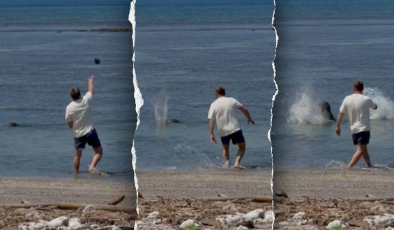 Attorney Defends Businessman Accused of Harassing Endangered Monk Seal