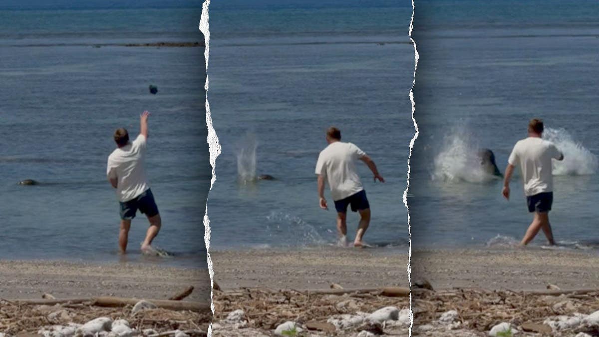 Attorney Defends Businessman Accused of Harassing Endangered Monk Seal